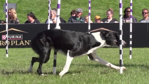 赛事转播权销售